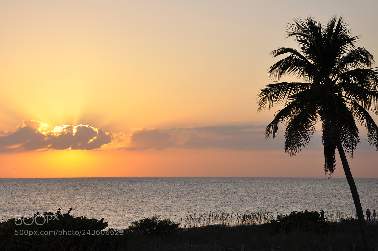 Nikon D90 sample photo. Sunset with palm tree photography