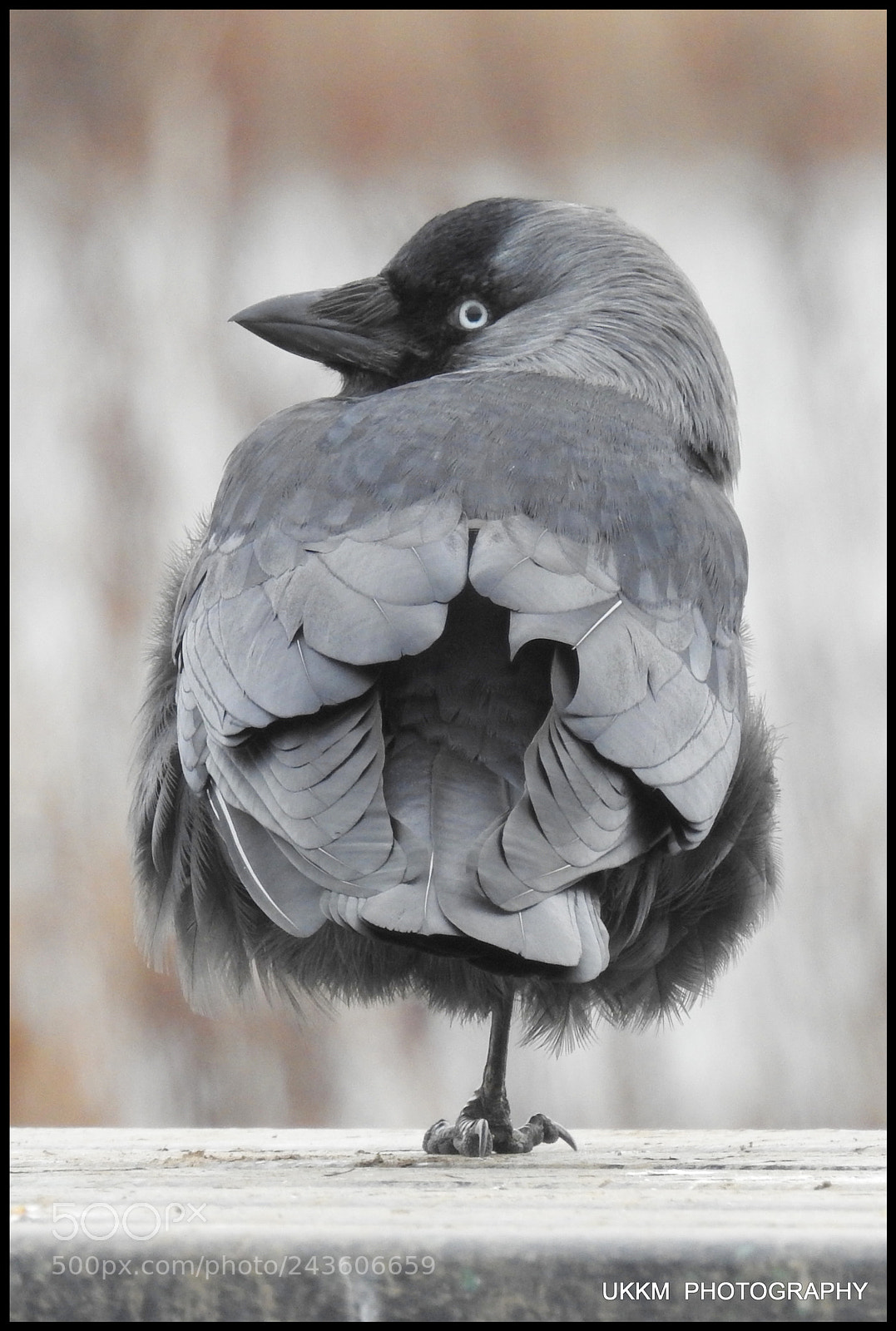 Nikon Coolpix P900 sample photo. Jackdaw photography