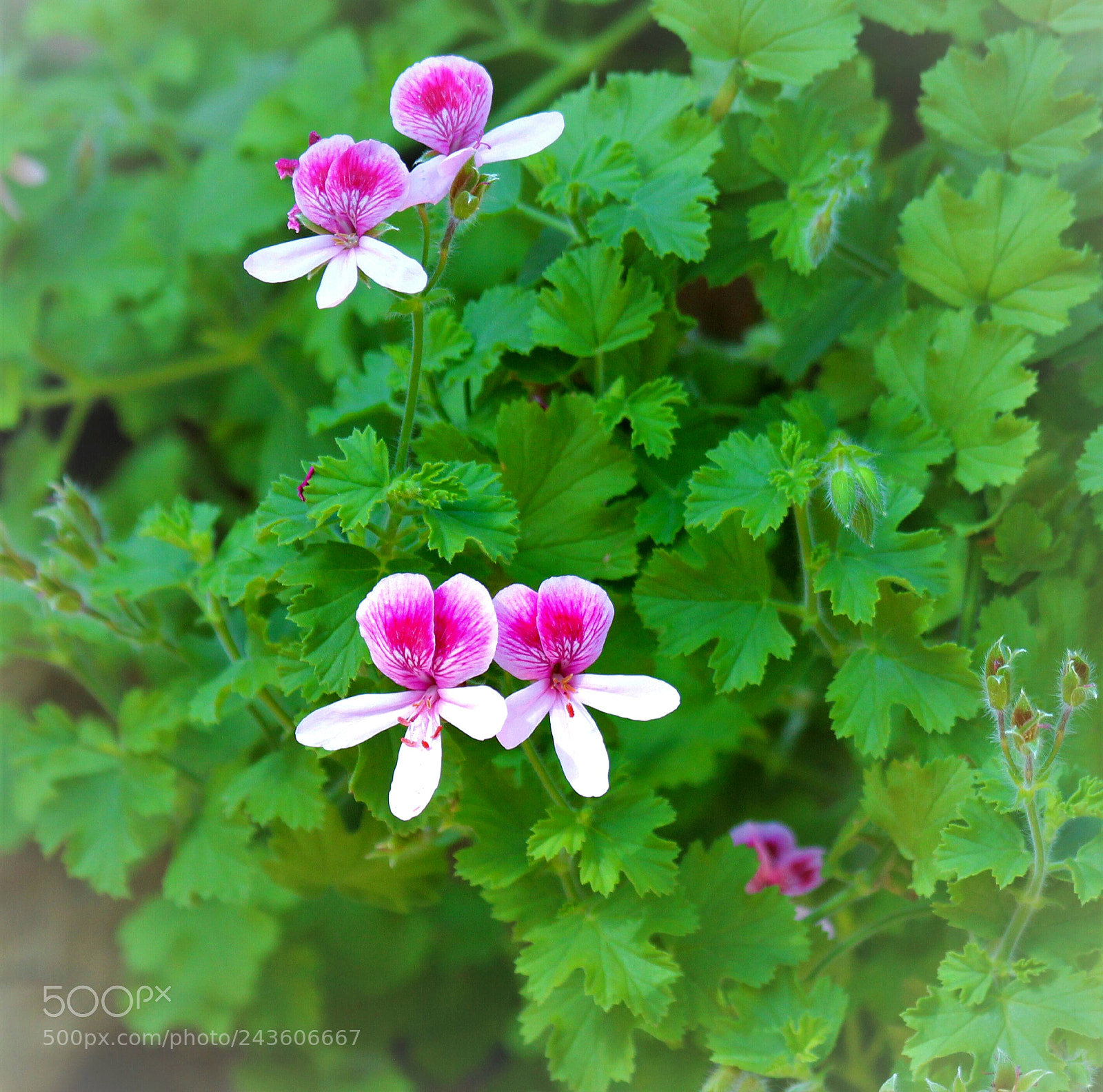 Canon EOS 600D (Rebel EOS T3i / EOS Kiss X5) sample photo. Maple leaf geranium photography