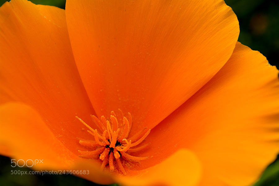 Nikon D7100 sample photo. Orange flower photography