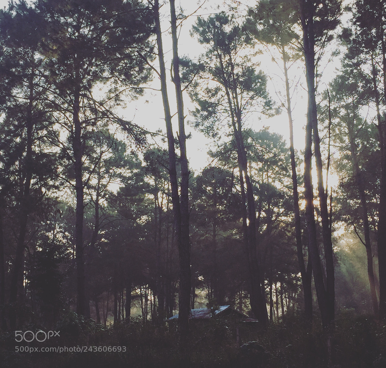 Apple iPhone 6 sample photo. In the woods  photography