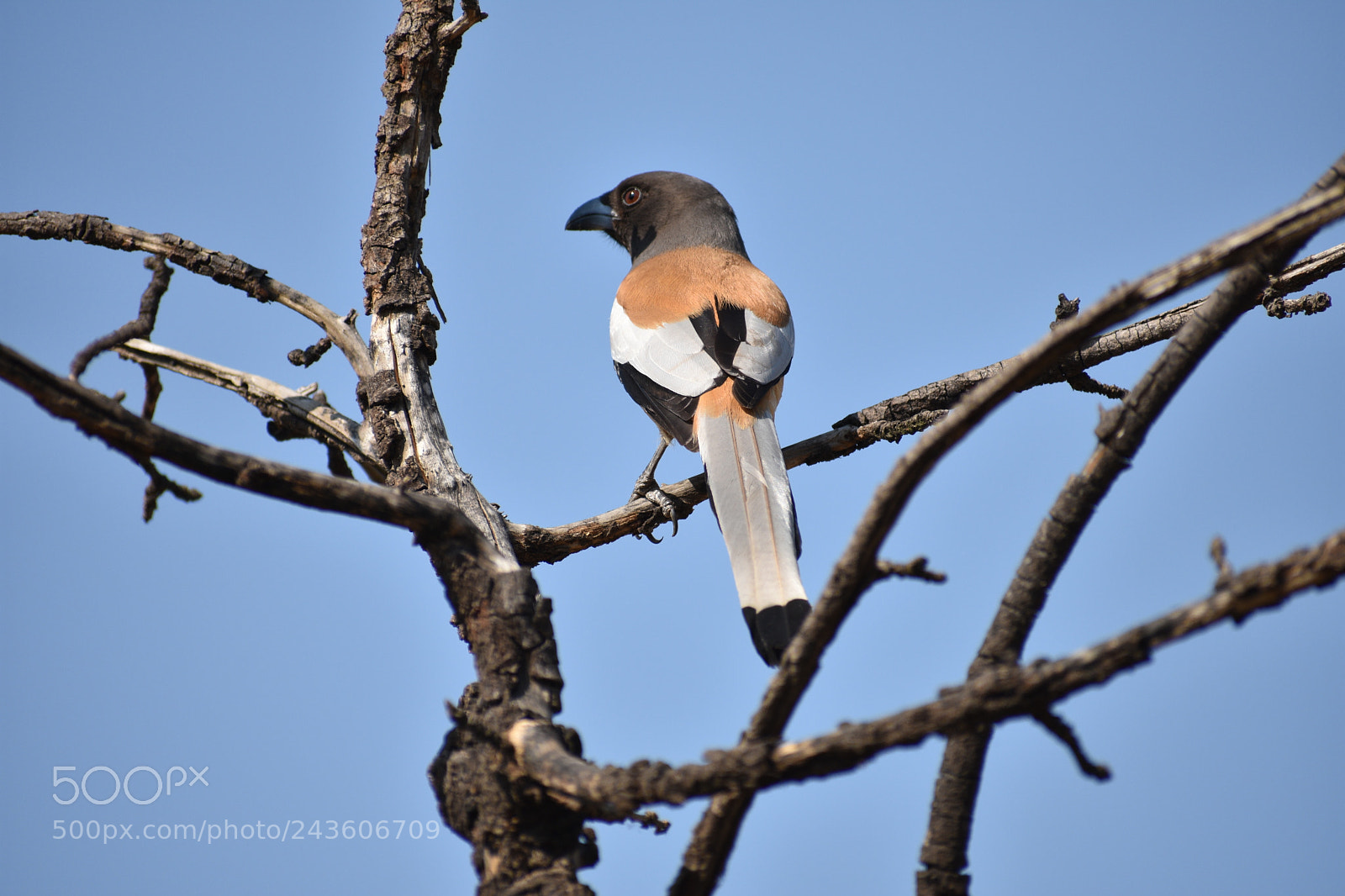 Nikon D3400 sample photo. Rufous treepie photography