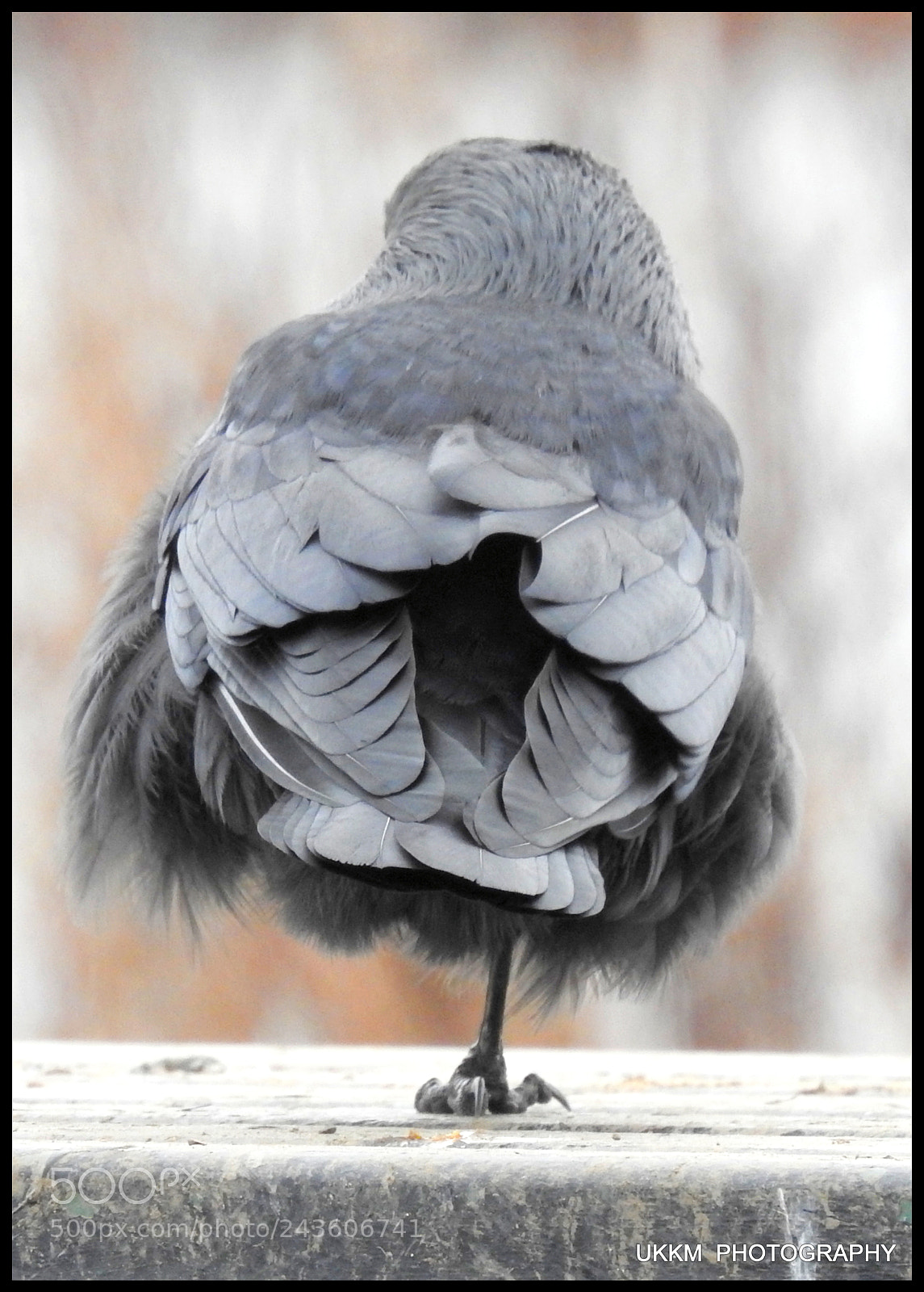 Nikon Coolpix P900 sample photo. Jackdaw photography
