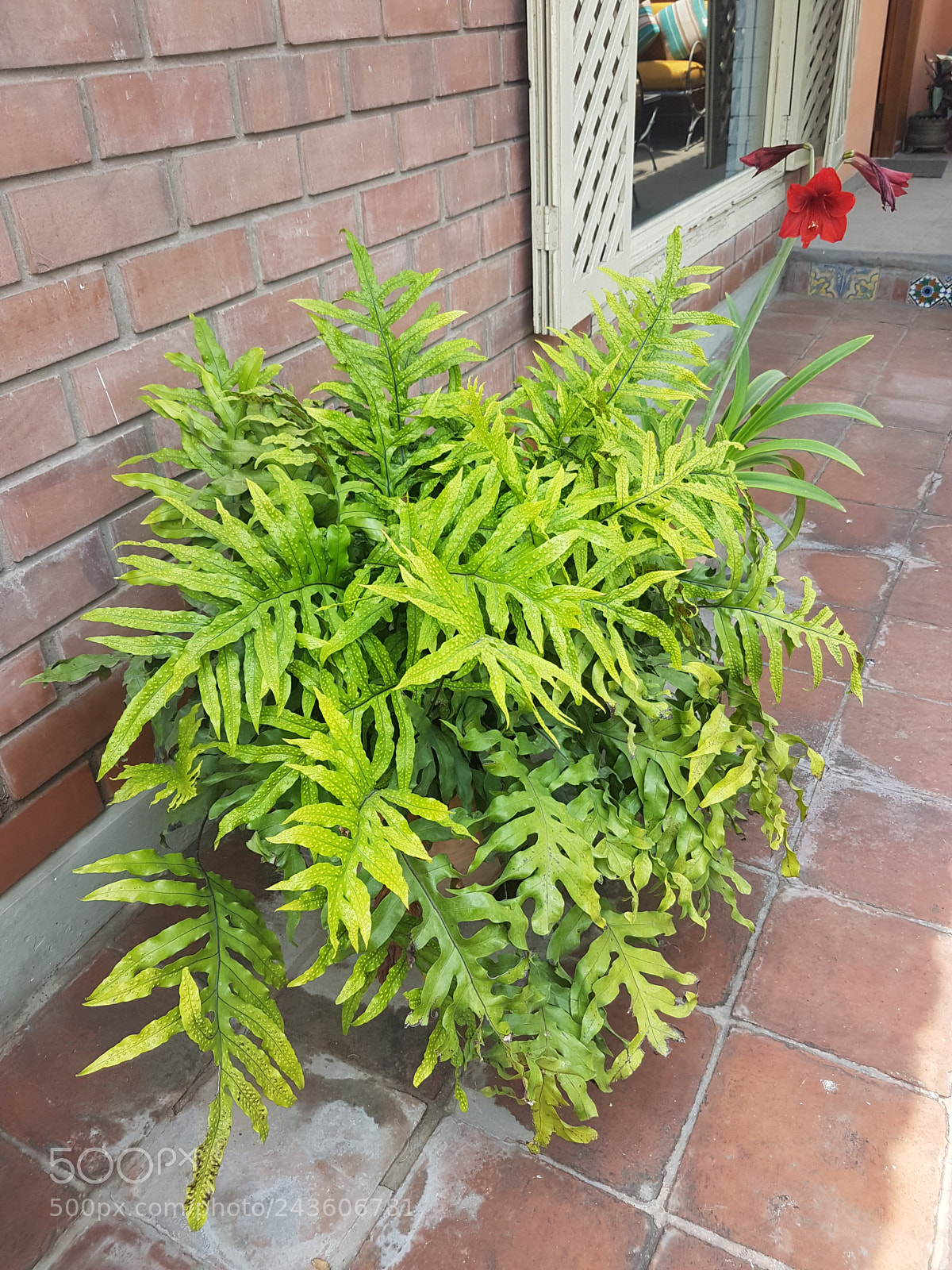 Samsung Galaxy S7 Edge sample photo. Tropical plant photography