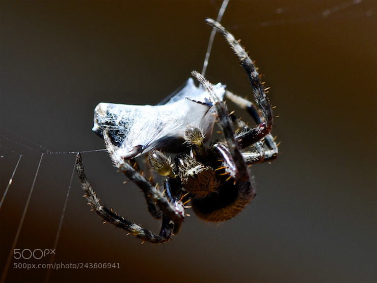 Nikon D850 sample photo. Silken shroud photography
