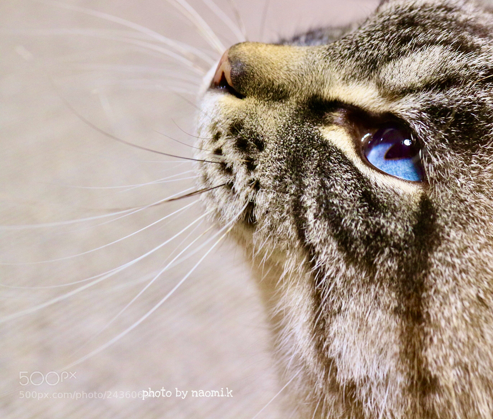 Canon EOS M10 sample photo. Cat photography