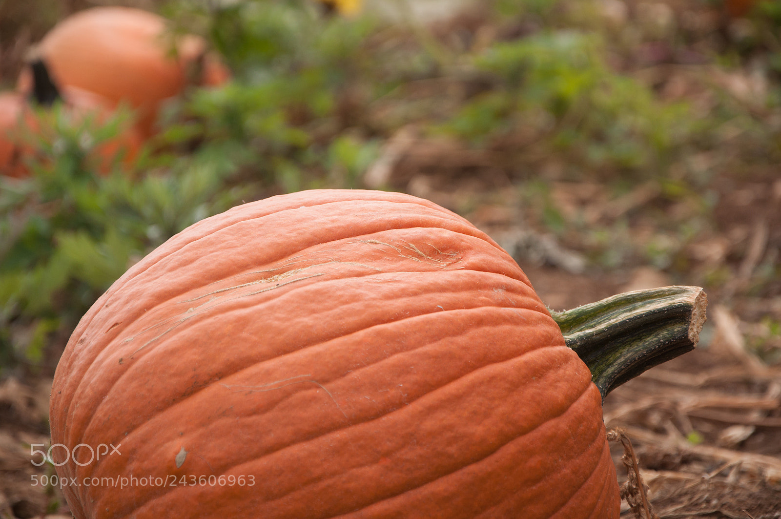 Nikon D90 sample photo. Pumkin patch photography