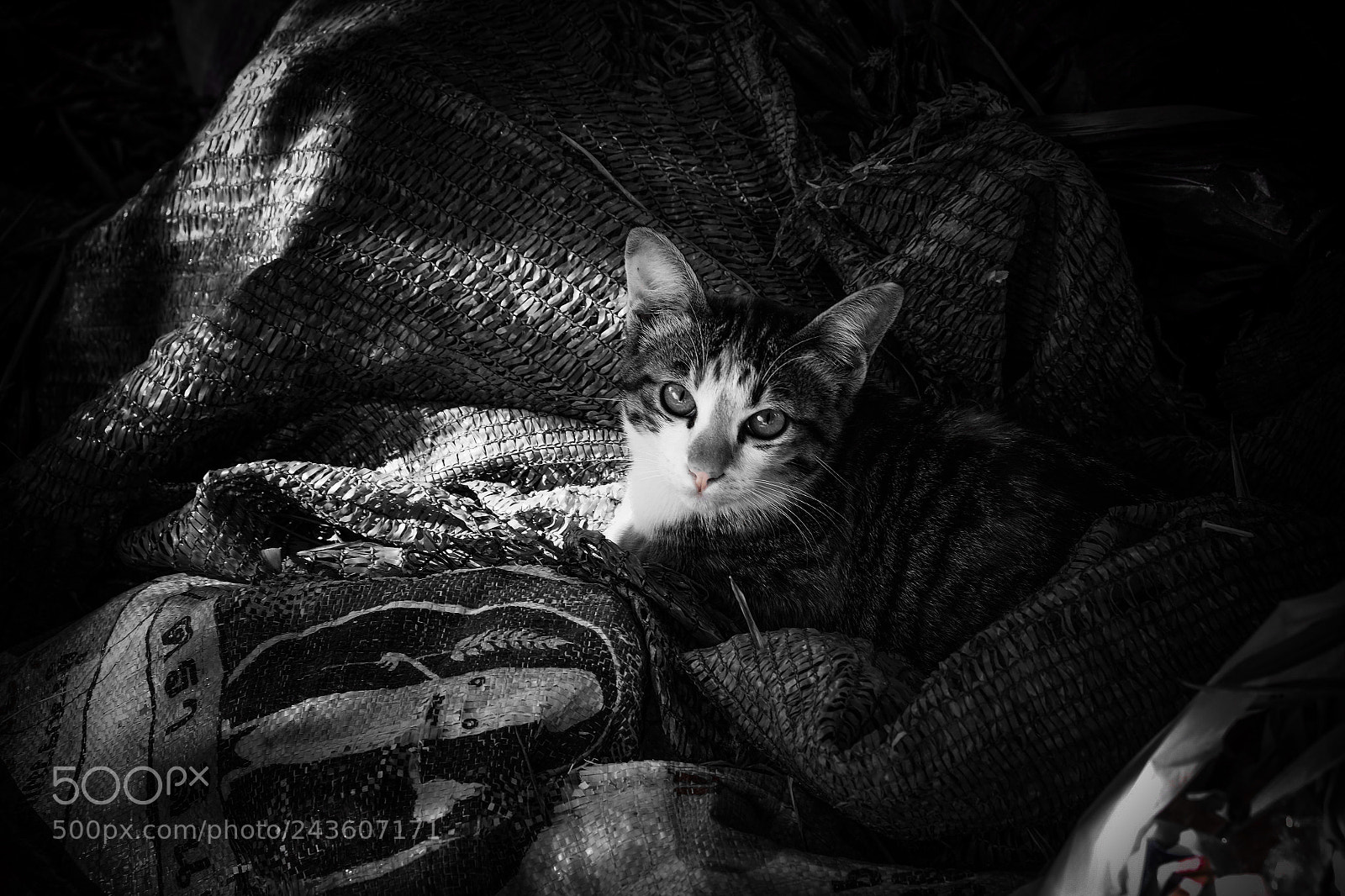 Fujifilm X-T10 sample photo. Untitled photography