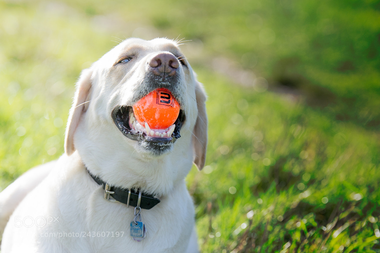 Nikon D610 sample photo. Duke and his ball photography