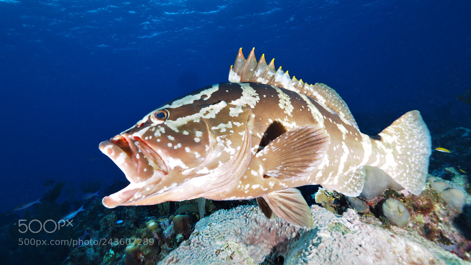 Olympus OM-D E-M1 sample photo. Nassau grouper showing off photography