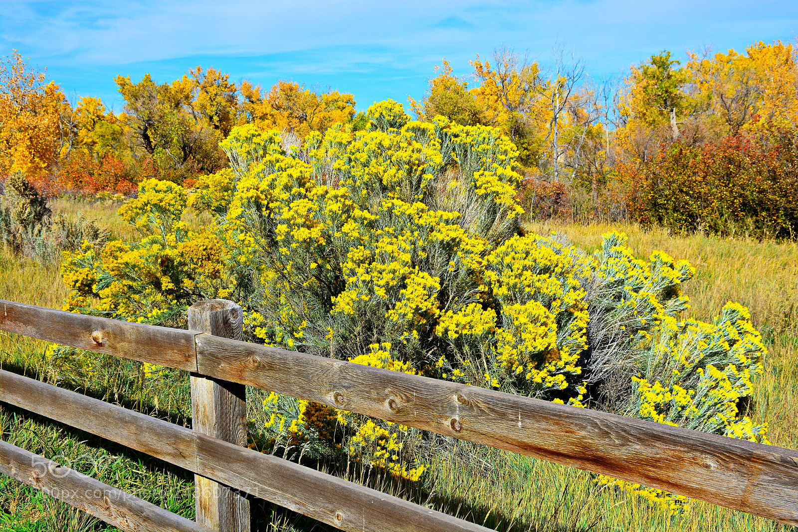 Nikon D7100 sample photo. Autumn yellows and oranges photography