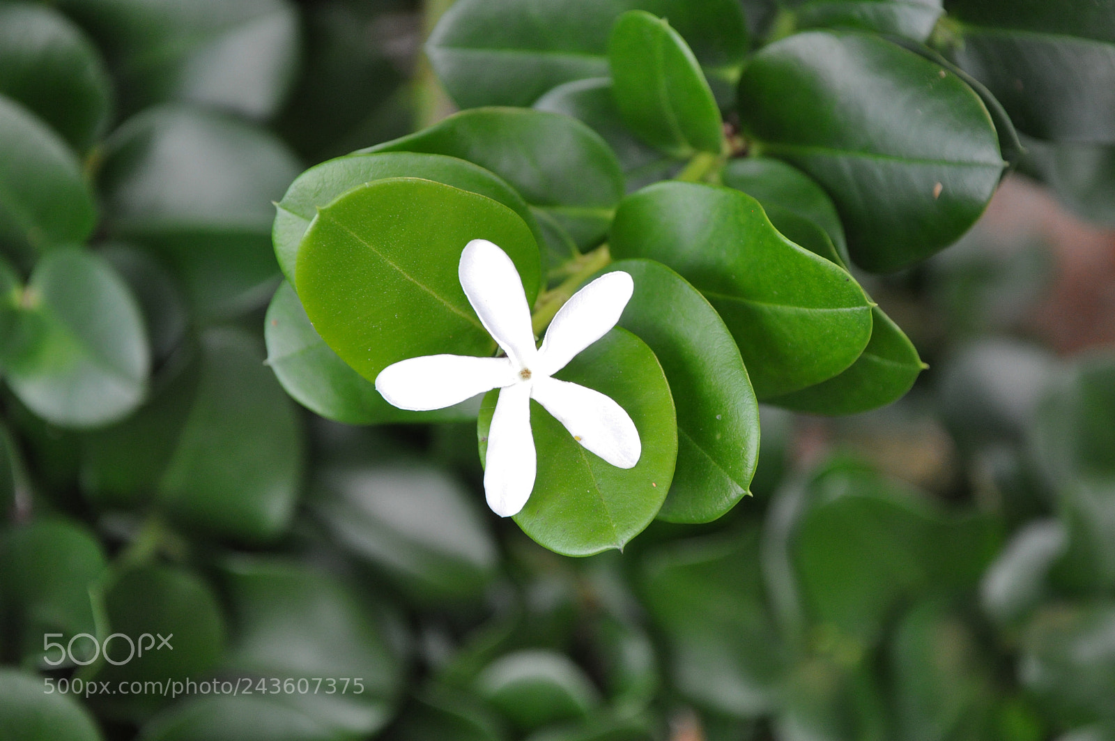 Nikon D90 sample photo. Small white star shaped photography