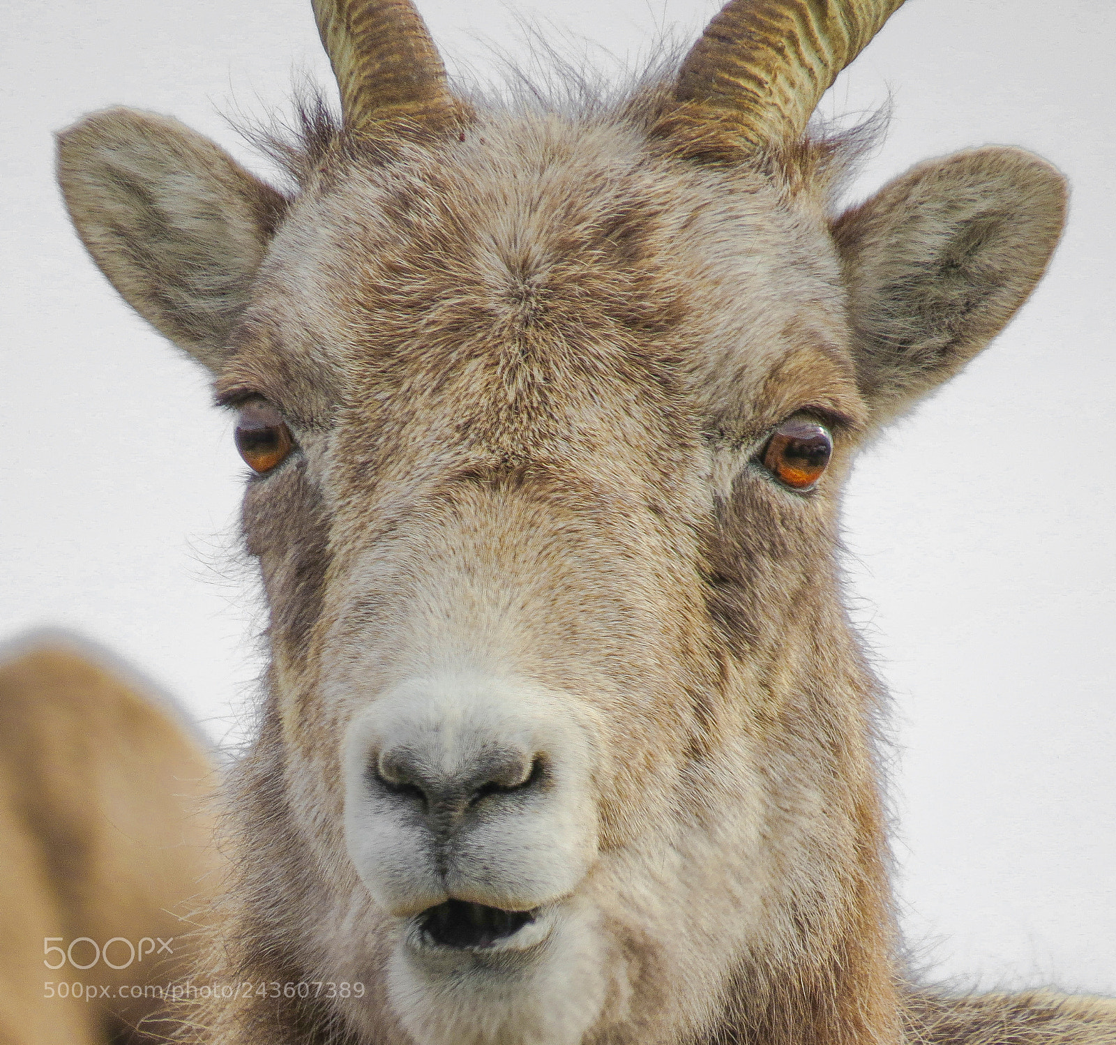 Canon PowerShot SX50 HS sample photo. Bighorn sheep jasper ab photography