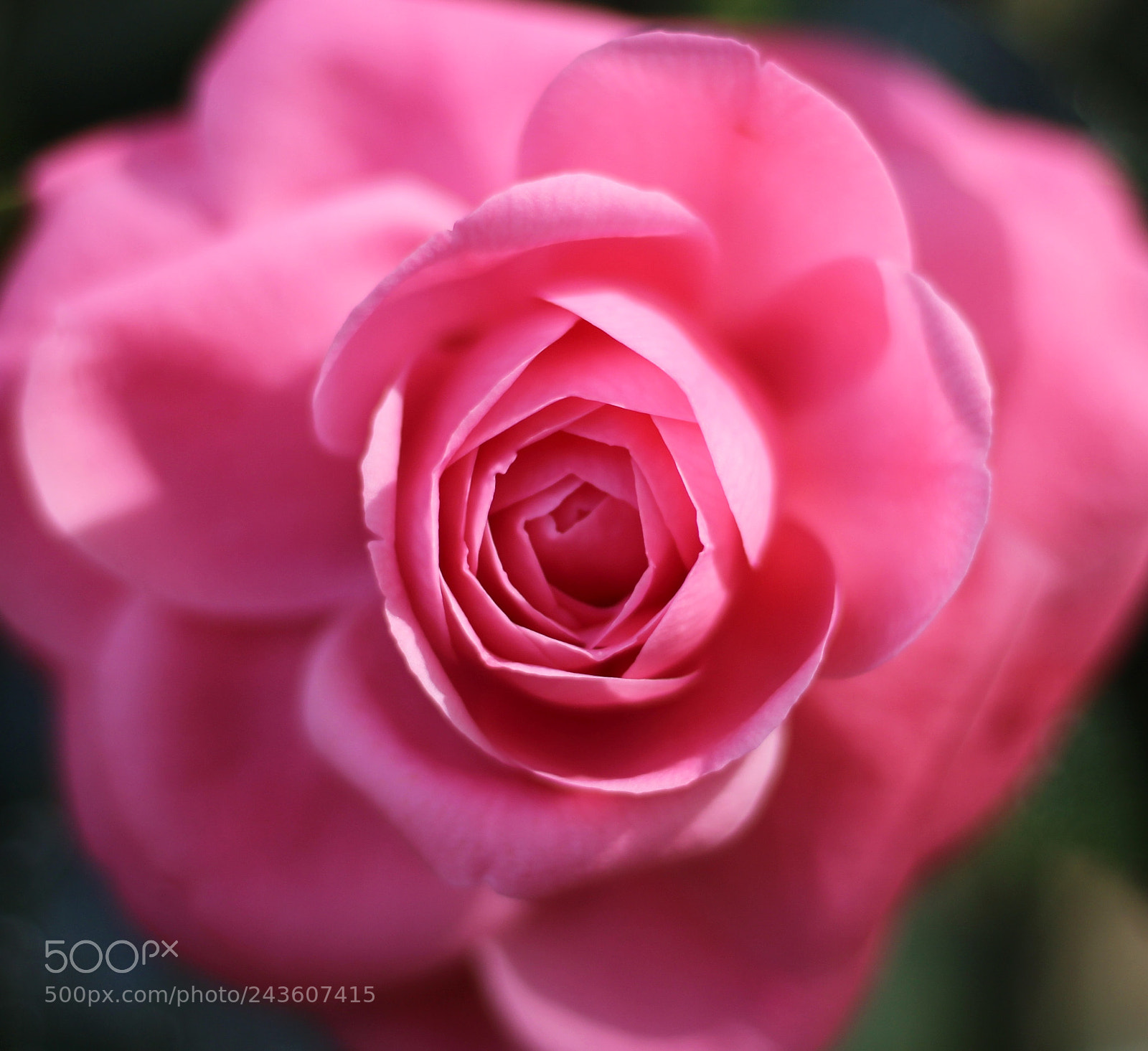 Canon EOS 100D (EOS Rebel SL1 / EOS Kiss X7) sample photo. Jacks camellia photography