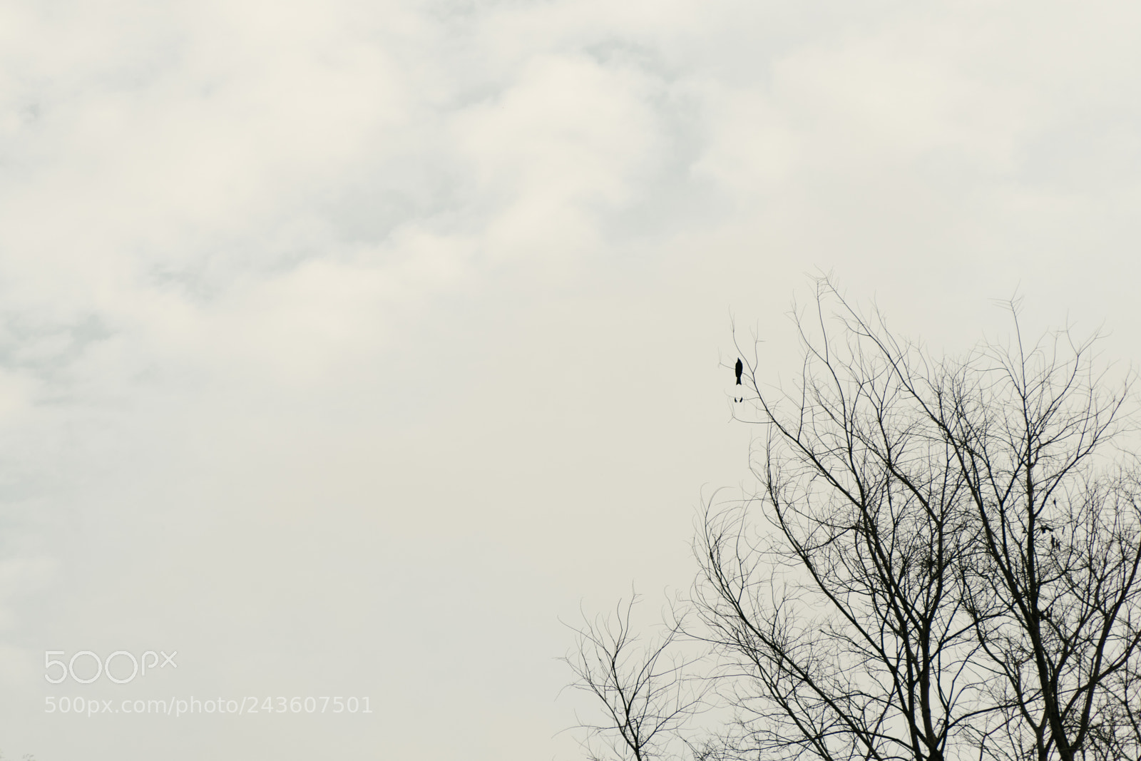 Sony a7 II sample photo. Greater racket tailed drongo photography