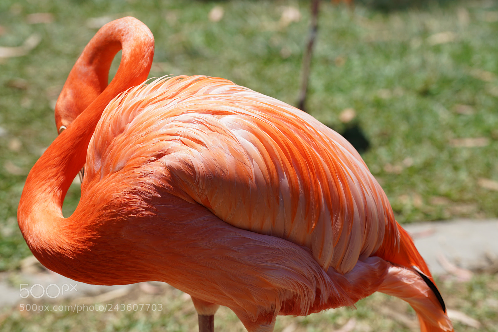 Sony a7R II sample photo. Flamingo in san diego photography