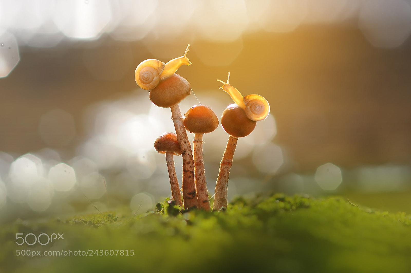 Nikon D90 sample photo. Snails with mushroom photography