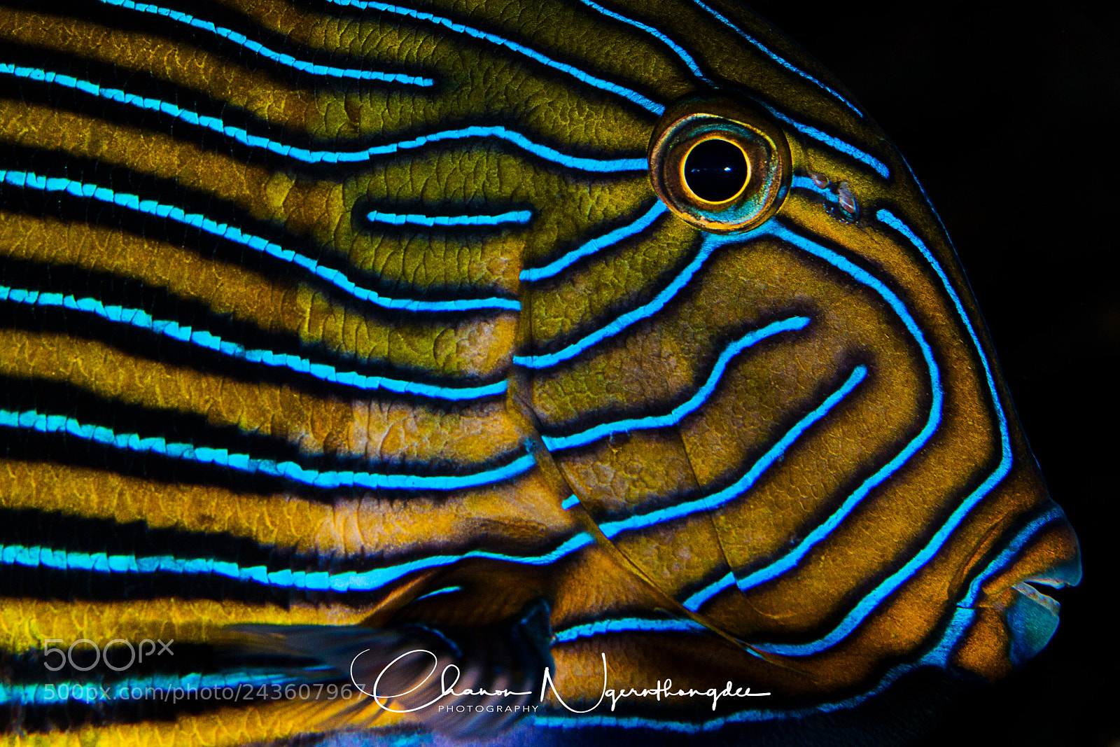 Canon EOS 5DS R sample photo. Lined surgeonfish photography