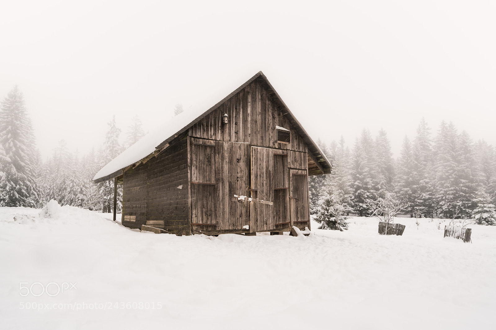 Sony a7R II sample photo. Winter forest photography