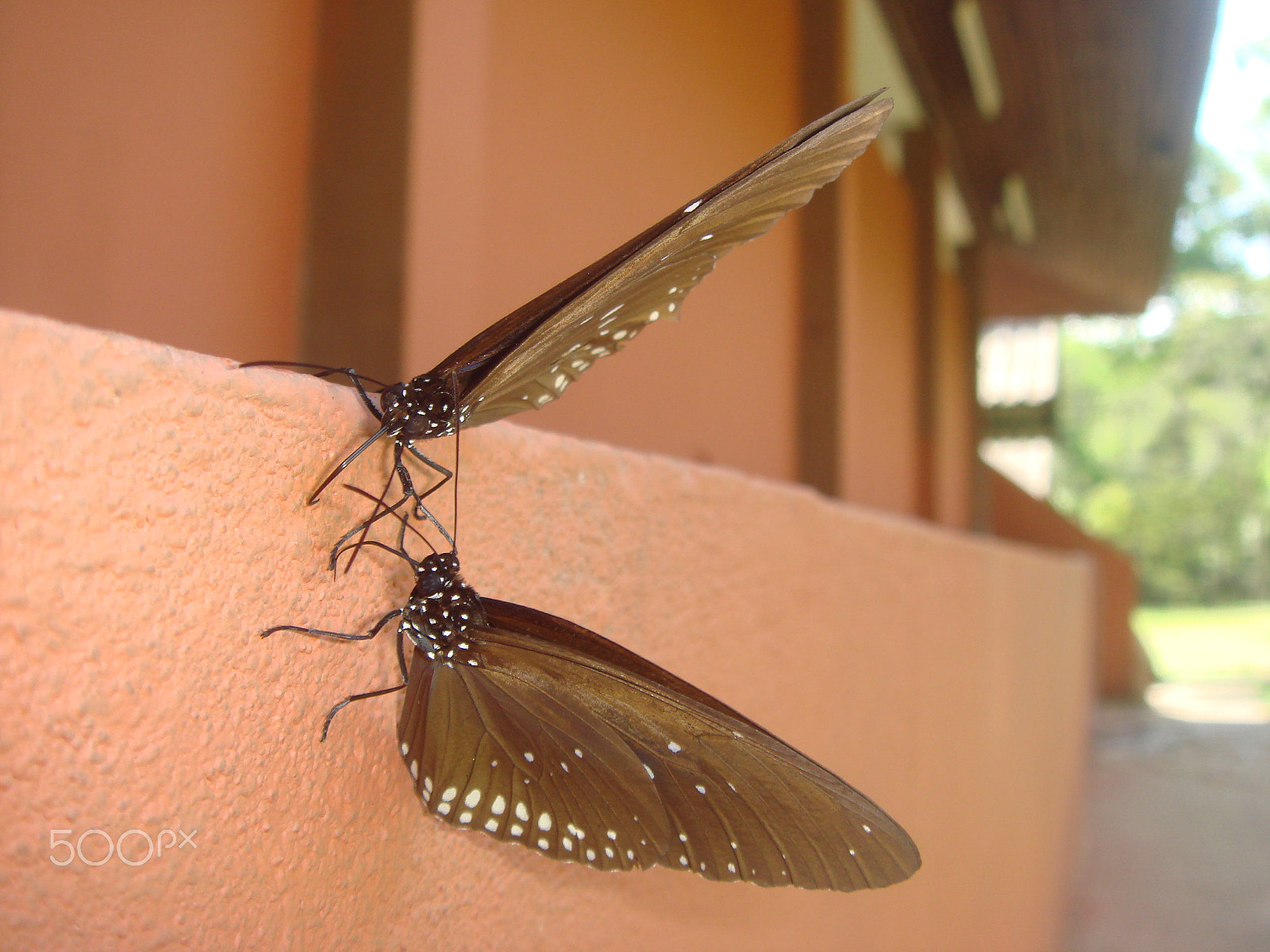 Sony DSC-T10 sample photo. Butterflys meeting photography