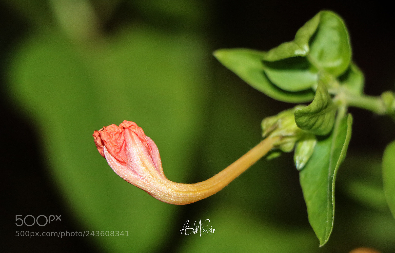 Canon EOS 760D (EOS Rebel T6s / EOS 8000D) sample photo. Untitled photography