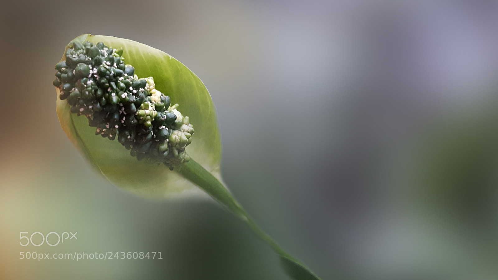 Samsung Galaxy Note5 sample photo. Blooming peace lily photography