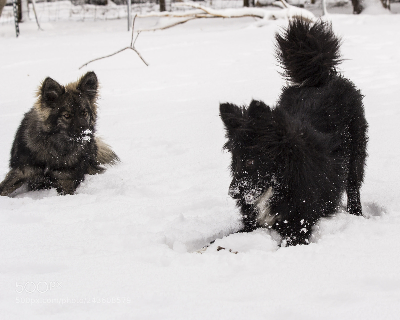 Canon EOS 60D sample photo. Floofs photography