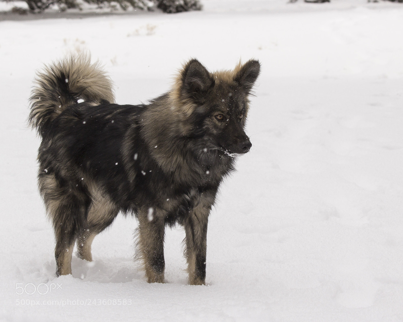 Canon EOS 60D sample photo. Oshka(a) photography