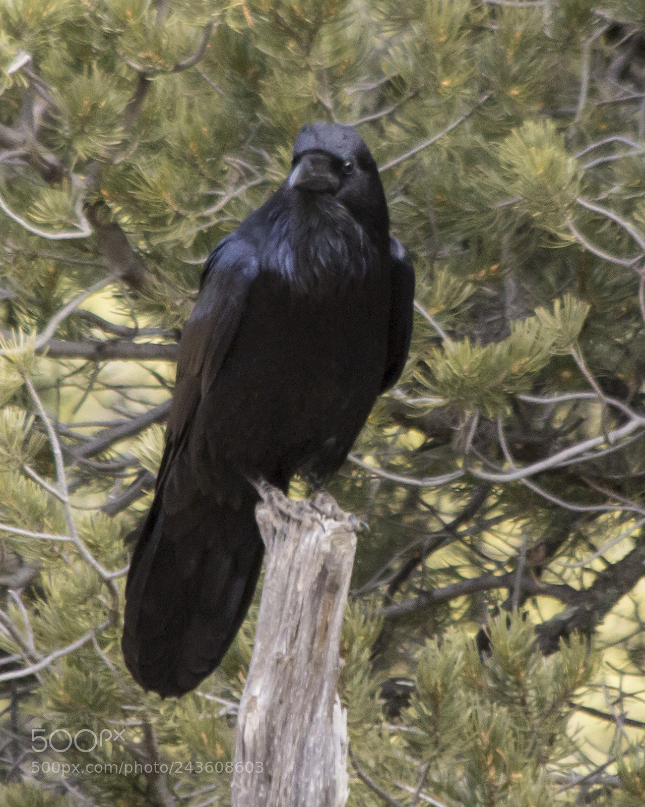 Canon EOS 60D sample photo. Raven(a) photography