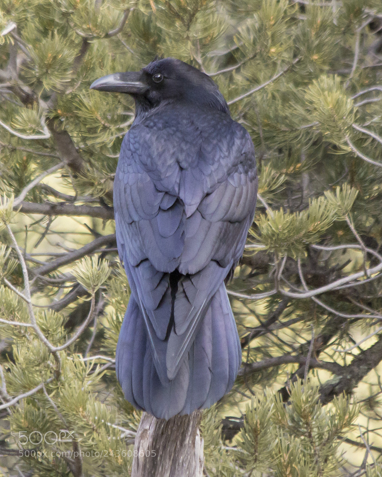 Canon EOS 60D sample photo. Raven(b) photography