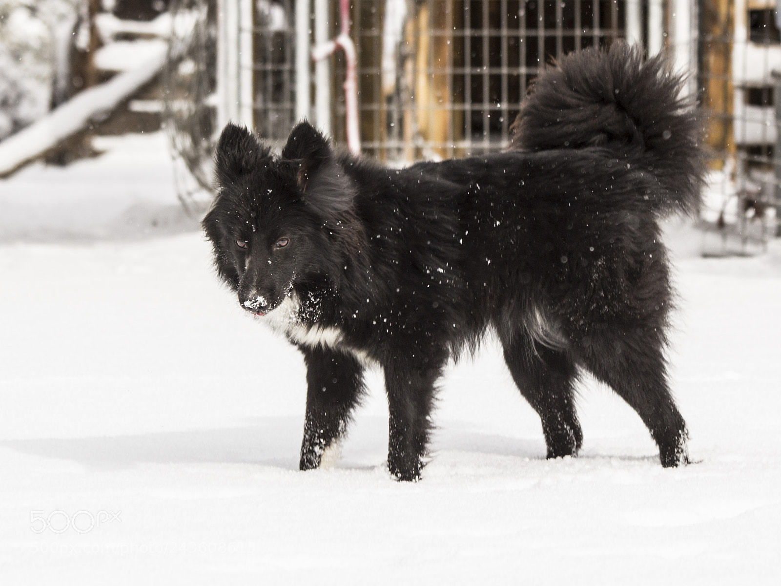 Canon EOS 60D sample photo. Ruch(b) photography