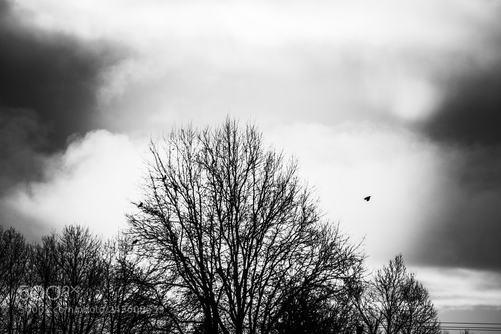 Sony a6500 sample photo. Grey winter sky photography