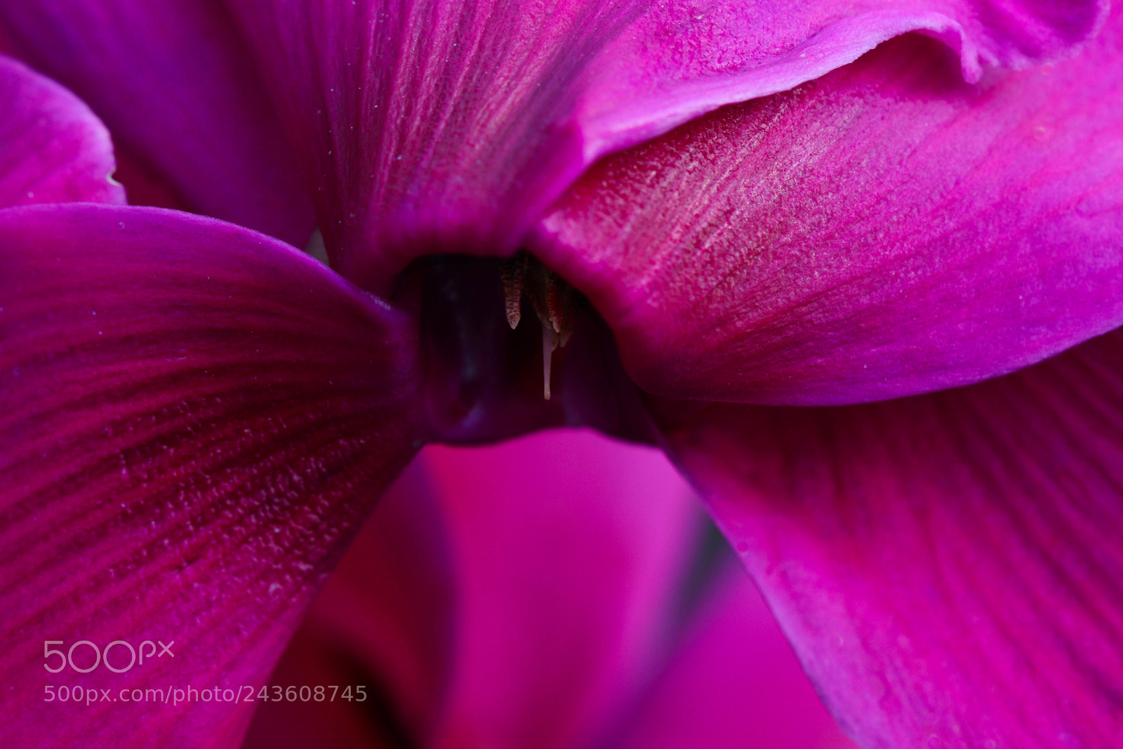 Canon EOS 77D (EOS 9000D / EOS 770D) sample photo. Cyclamen photography