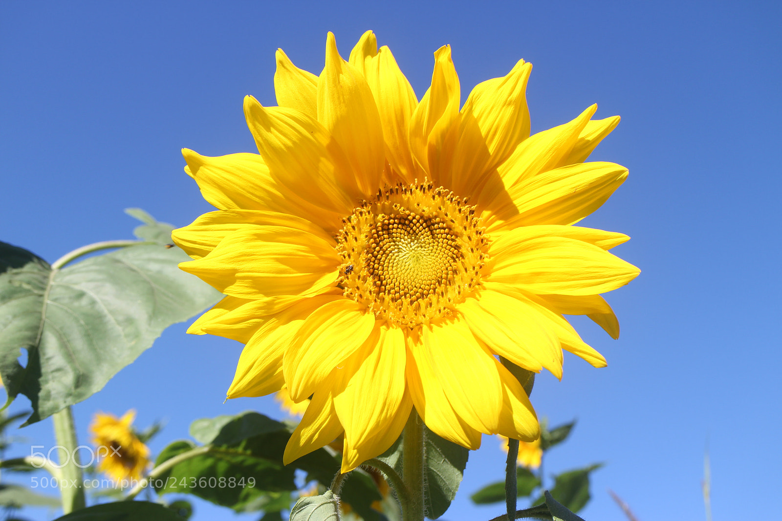 Canon EOS M sample photo. Img photography