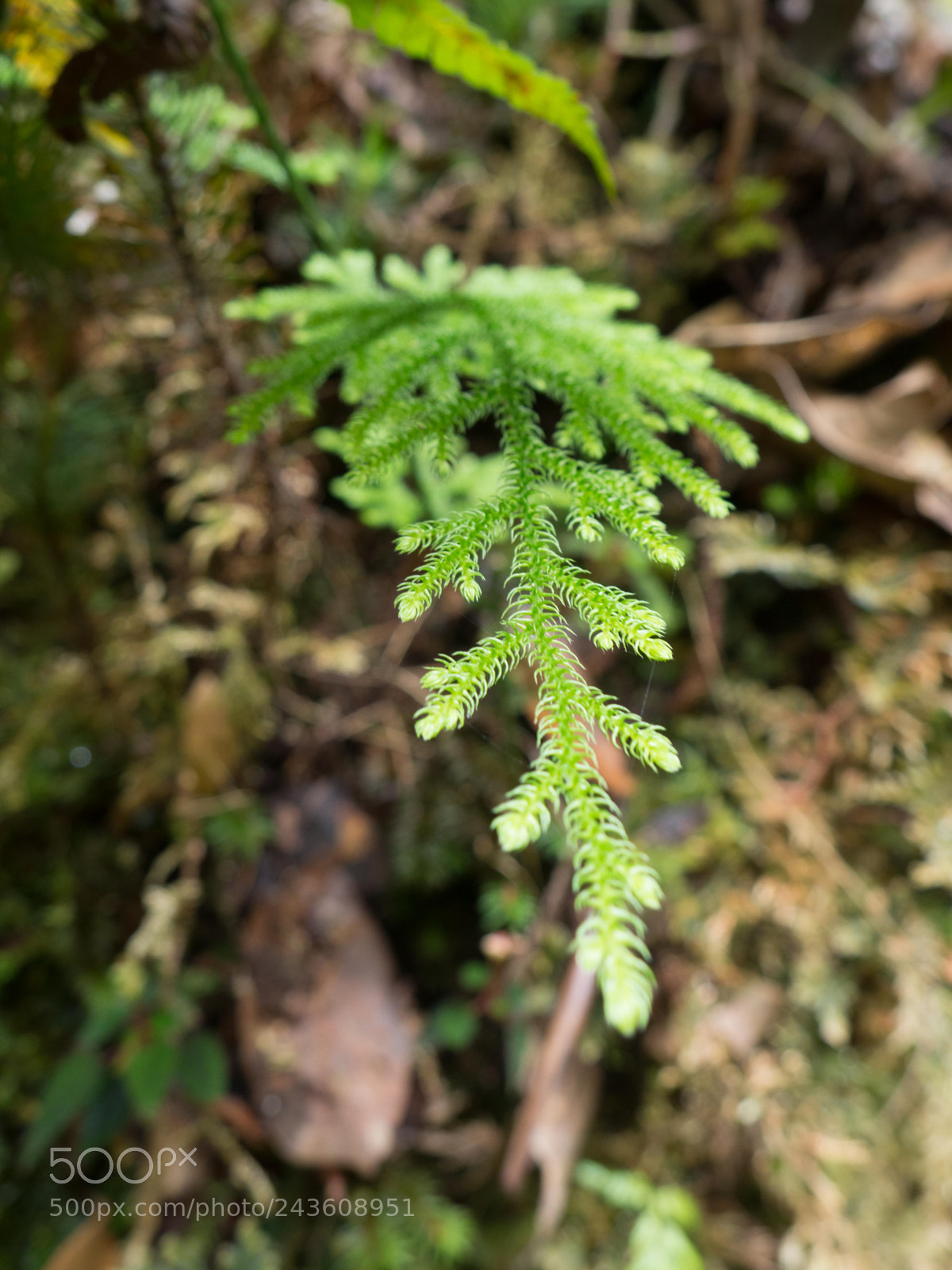 Olympus OM-D E-M10 sample photo. Scene in rainforest photography
