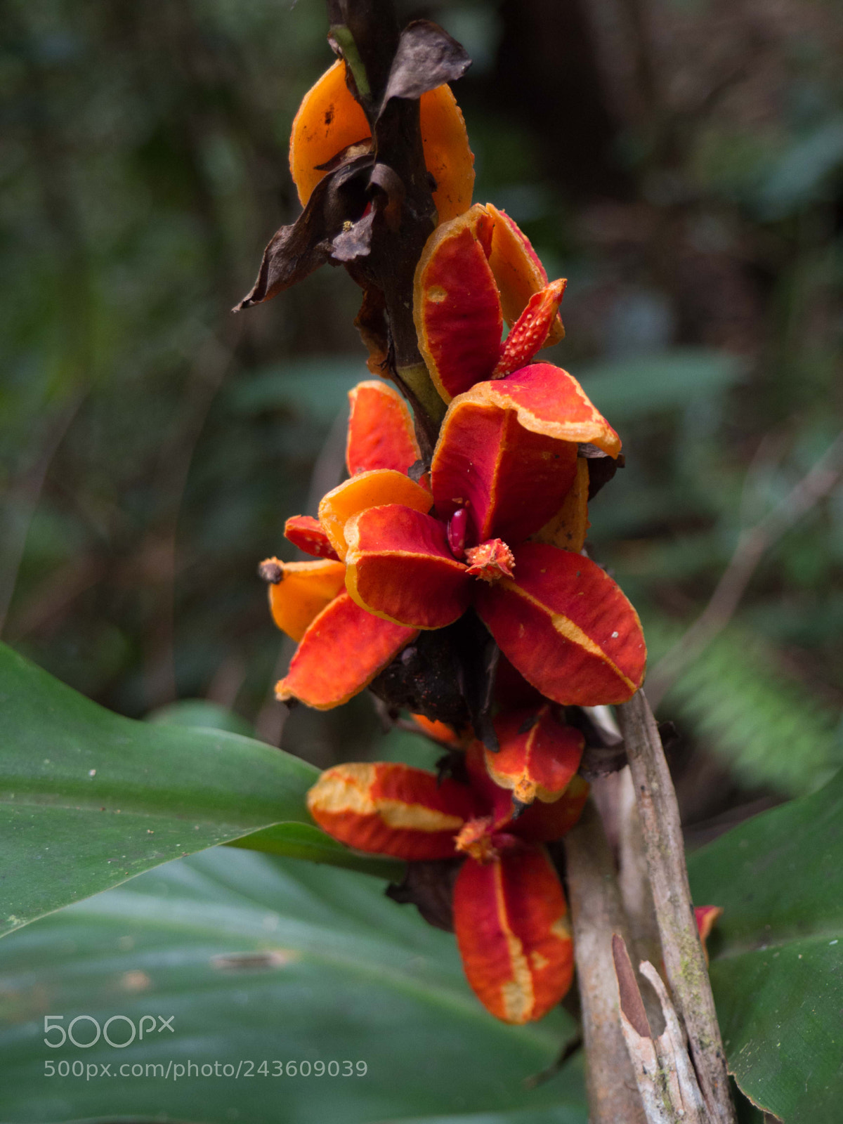 Olympus OM-D E-M10 sample photo. Scene in rainforest photography