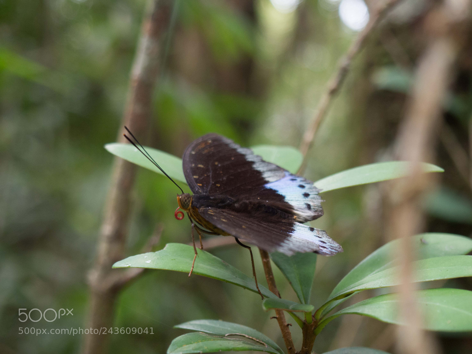 Olympus OM-D E-M10 sample photo. Butterfly photography