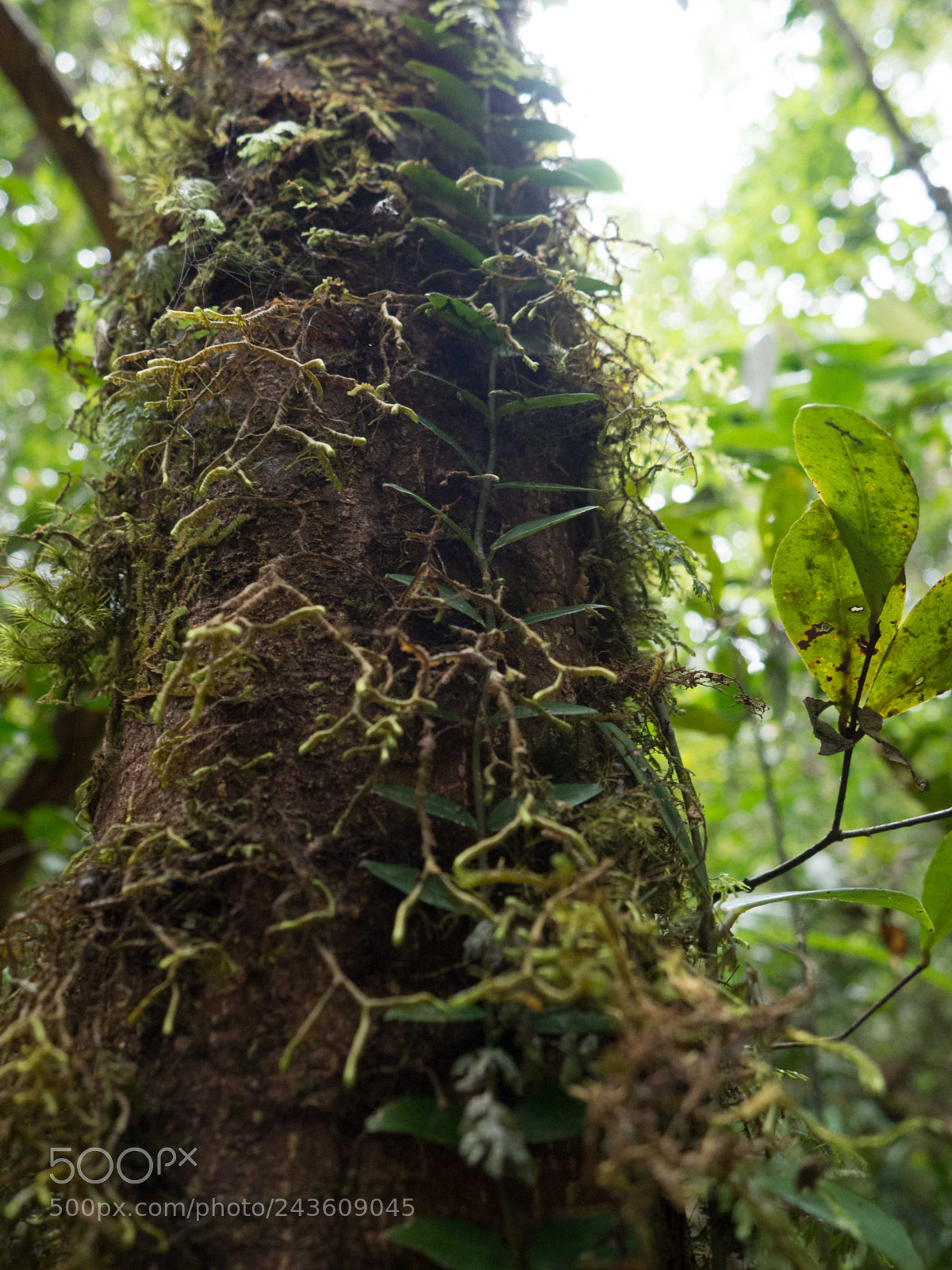Olympus OM-D E-M10 sample photo. Scene in rainforest photography