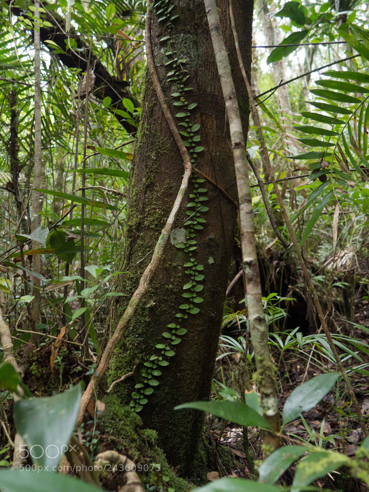 Olympus OM-D E-M10 sample photo. Scene in rainforest photography
