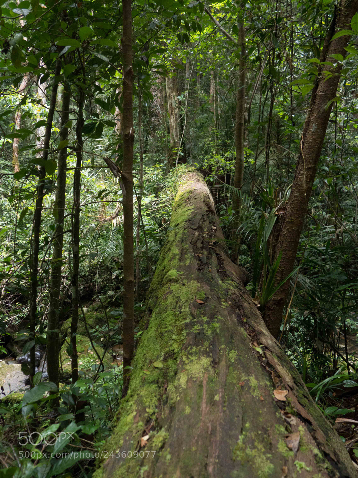Olympus OM-D E-M10 sample photo. Scene in rainforest photography