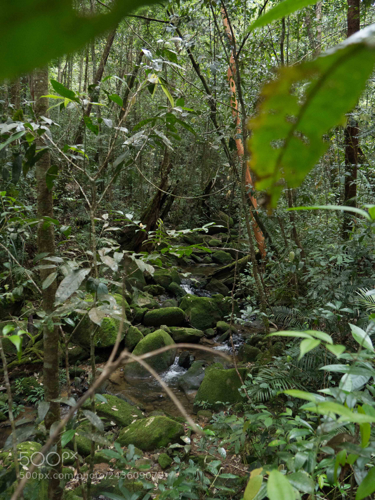 Olympus OM-D E-M10 sample photo. Scene in rainforest photography