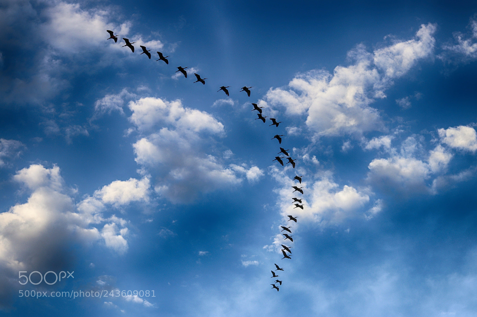 Canon EOS 77D (EOS 9000D / EOS 770D) sample photo. Birds in blue photography