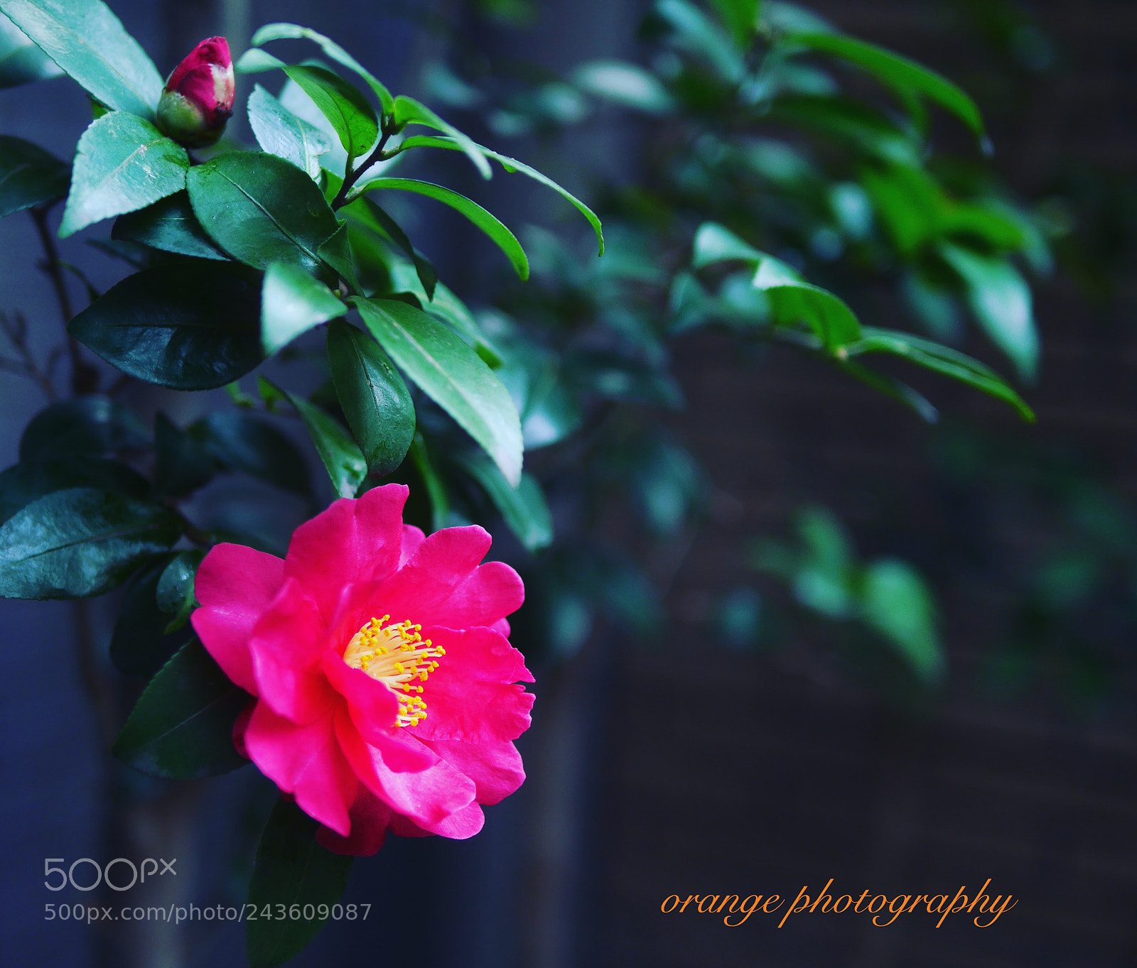Panasonic Lumix DMC-GX7 sample photo. Camellia photography