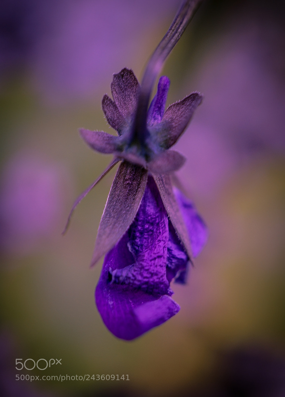 Sony a7 II sample photo. "purple rain" photography