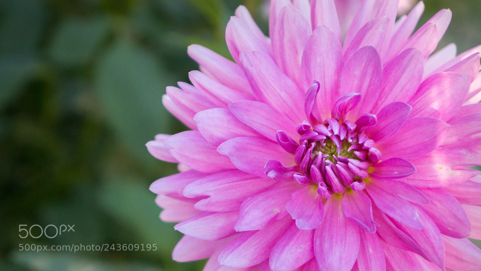 Sony Alpha NEX-7 sample photo. Untitled photography