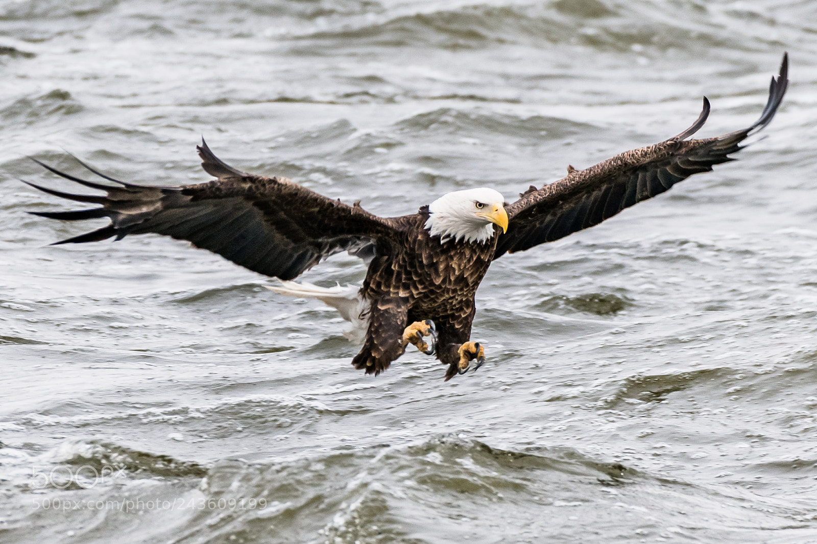 Nikon D850 sample photo. Ready to hunt photography