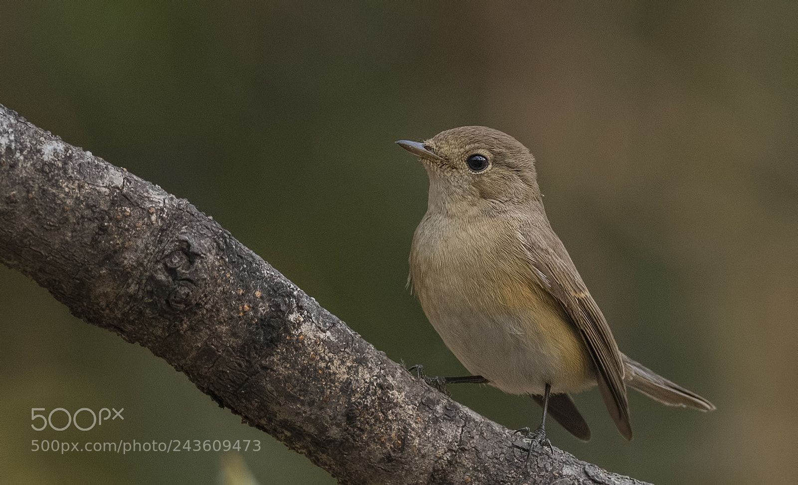 Nikon D500 sample photo. Red breasted flycatcher female photography