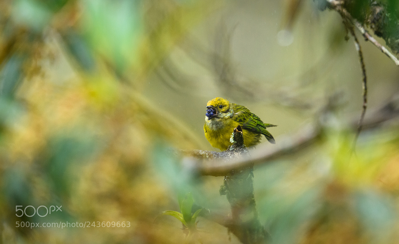 Nikon D850 sample photo. Silver throated tanager eats photography