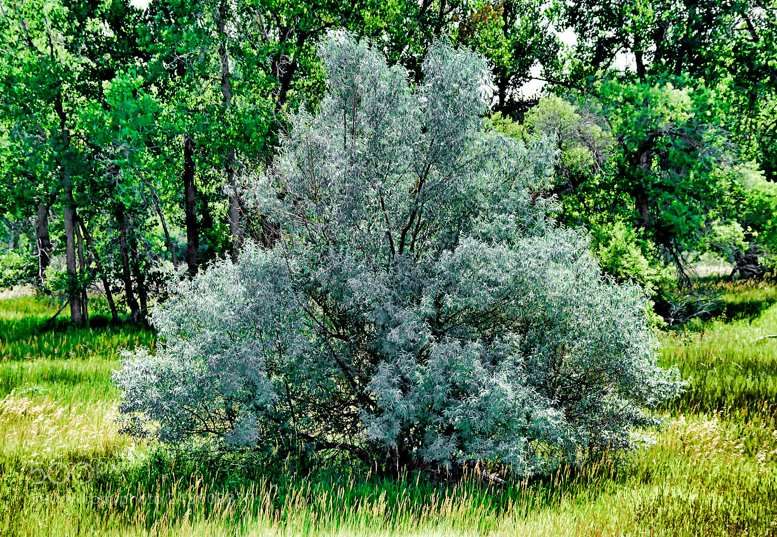 Nikon D7100 sample photo. Cherry creek trail study 2 photography