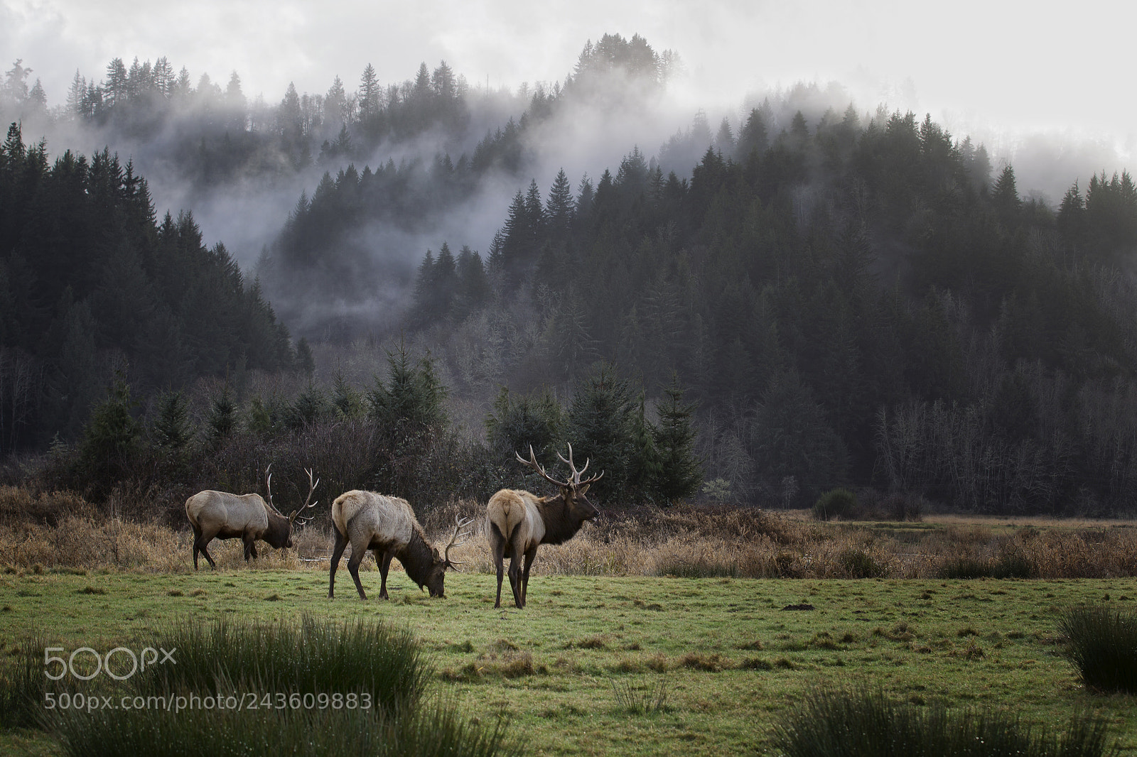 Canon EOS-1D Mark IV sample photo. Elk in fog photography